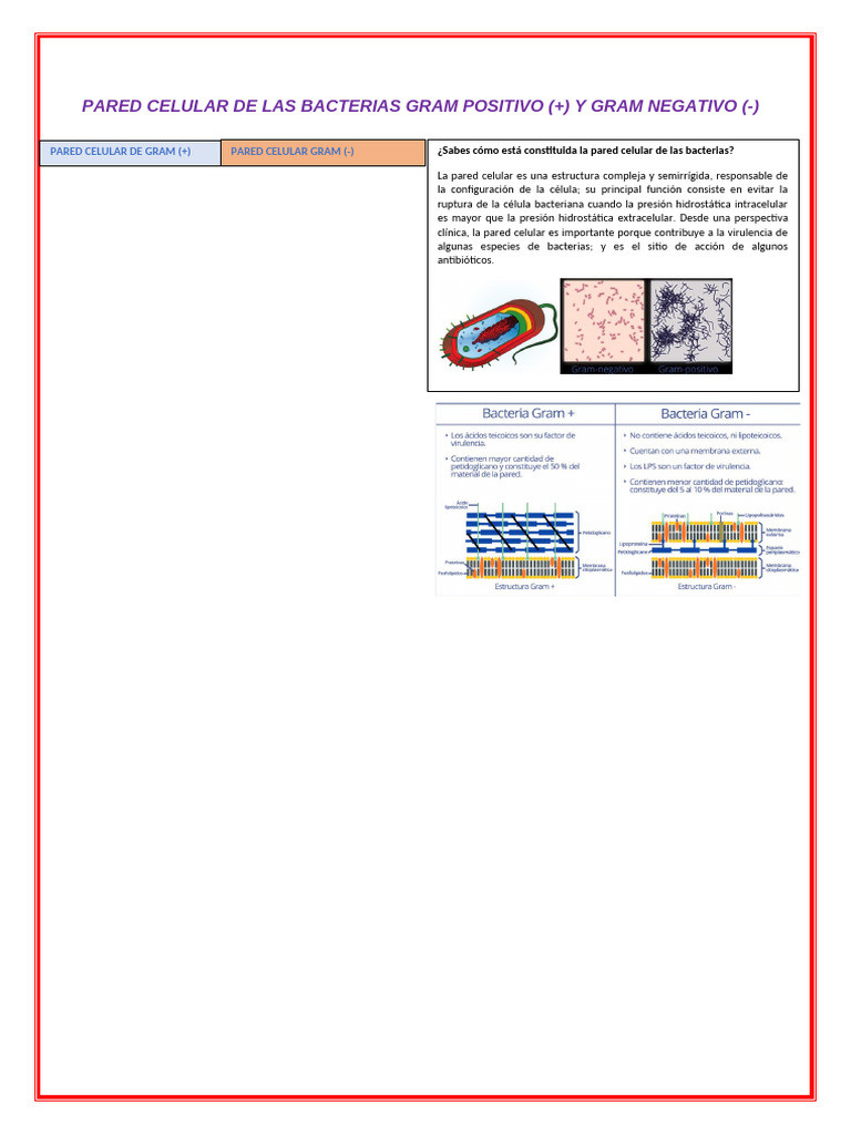 Pared Celular de Las Bacterias Gram Positivo | PDF