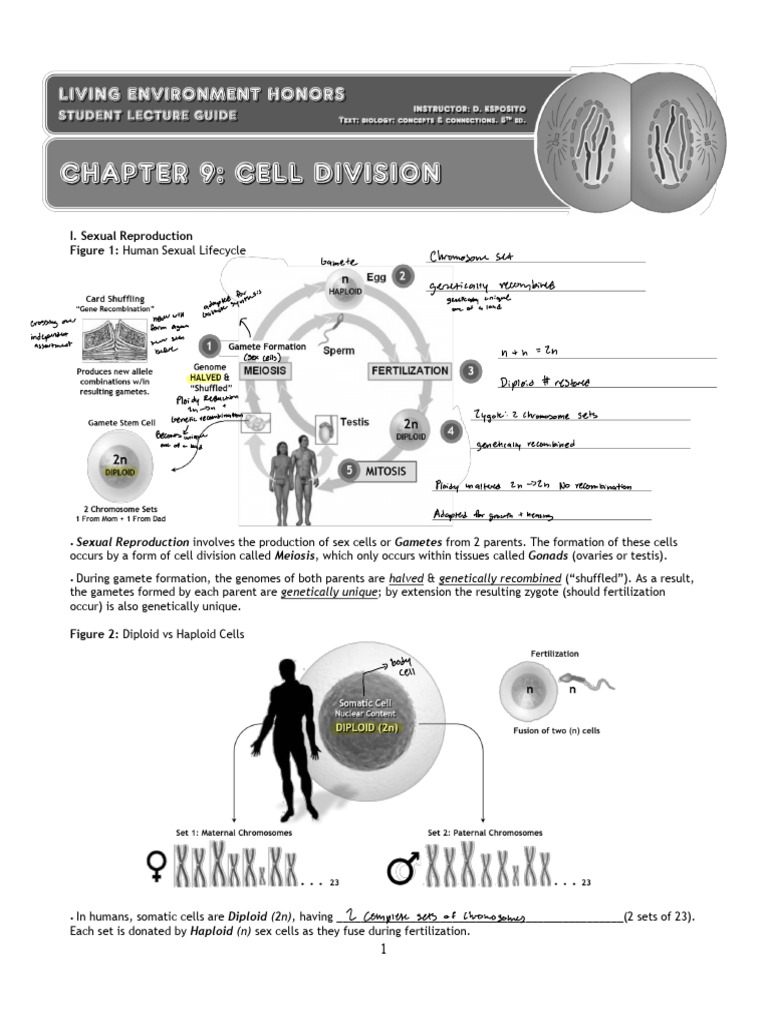 Screenshot 2024-02-06 at 11.53.08 AM | PDF | Meiosis | Ploidy