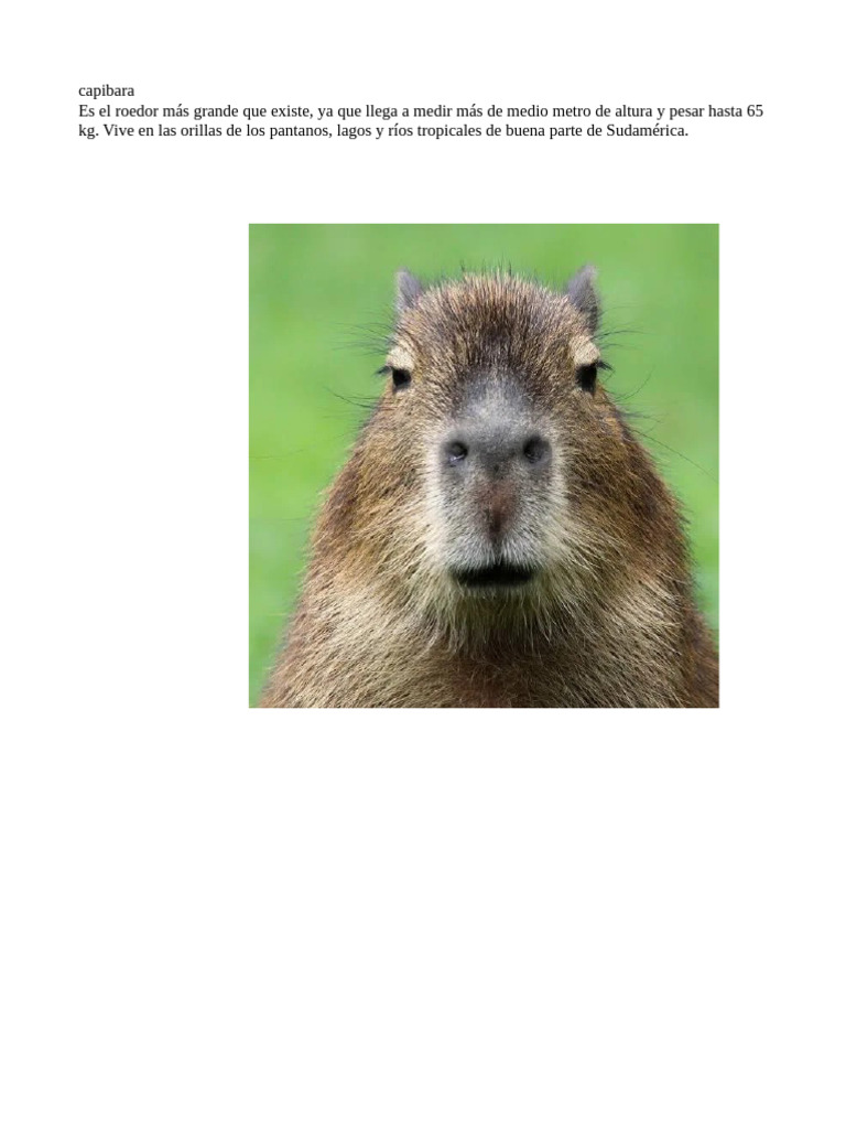 Características del Capibara | PDF