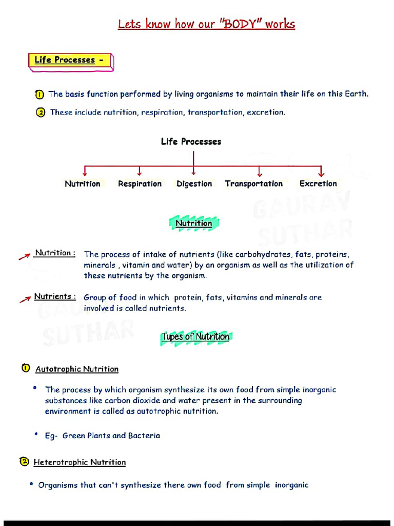 Life Process Complete Note Clsss (10) | PDF
