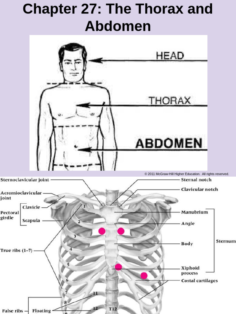 CH 27 Abdomen | PDF | Thorax | Breathing