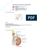 Sistema reprodutor masculino e gametogênese