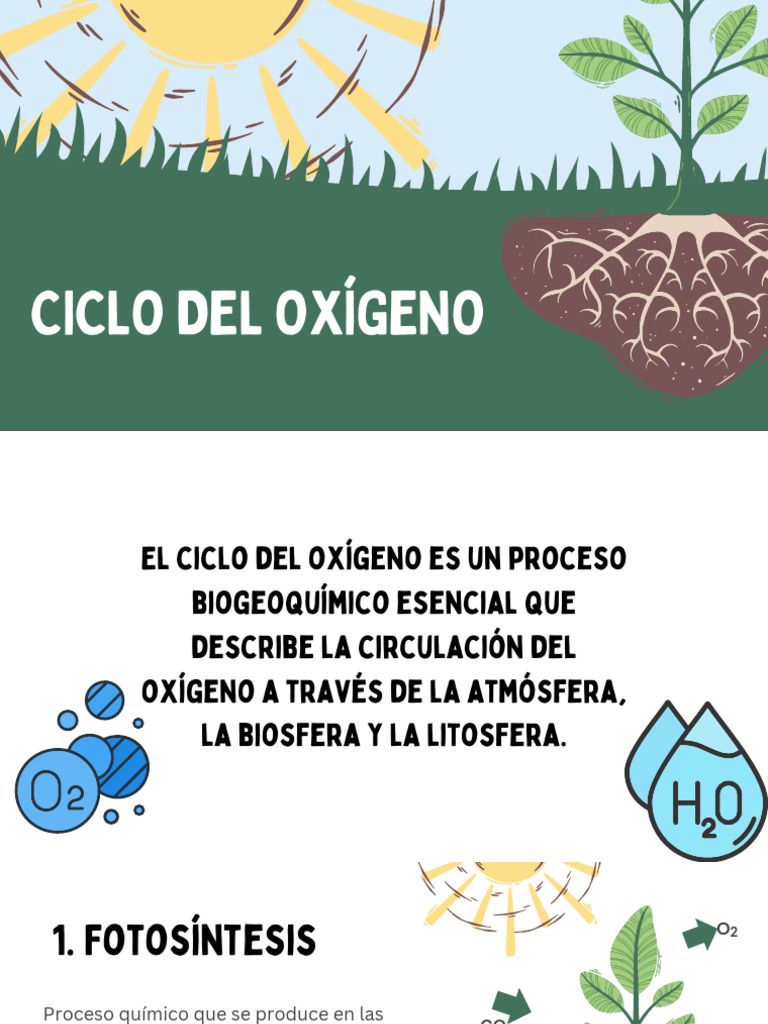 The Process of Photosynthesis Education Presentation in Green Style ...