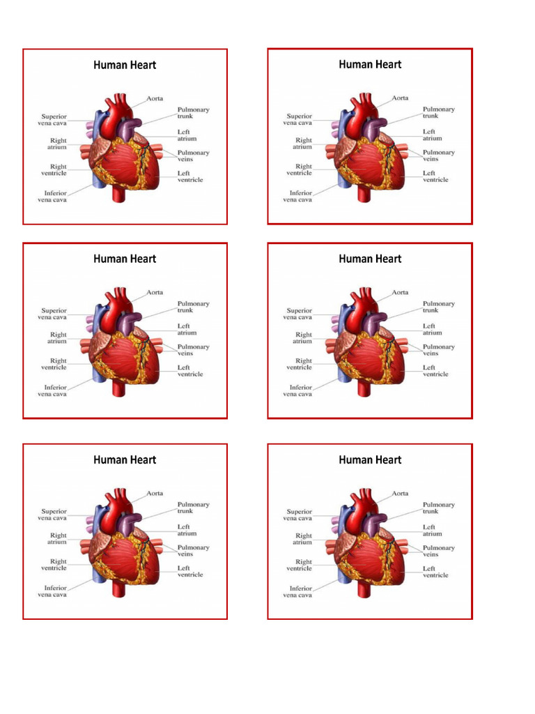 Heart Image | PDF