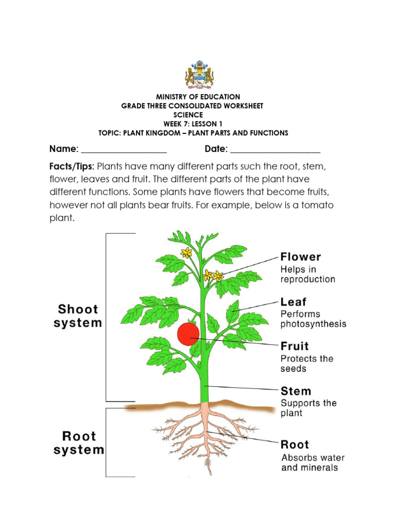 Grade 3 Science: Plant Parts & Functions | PDF