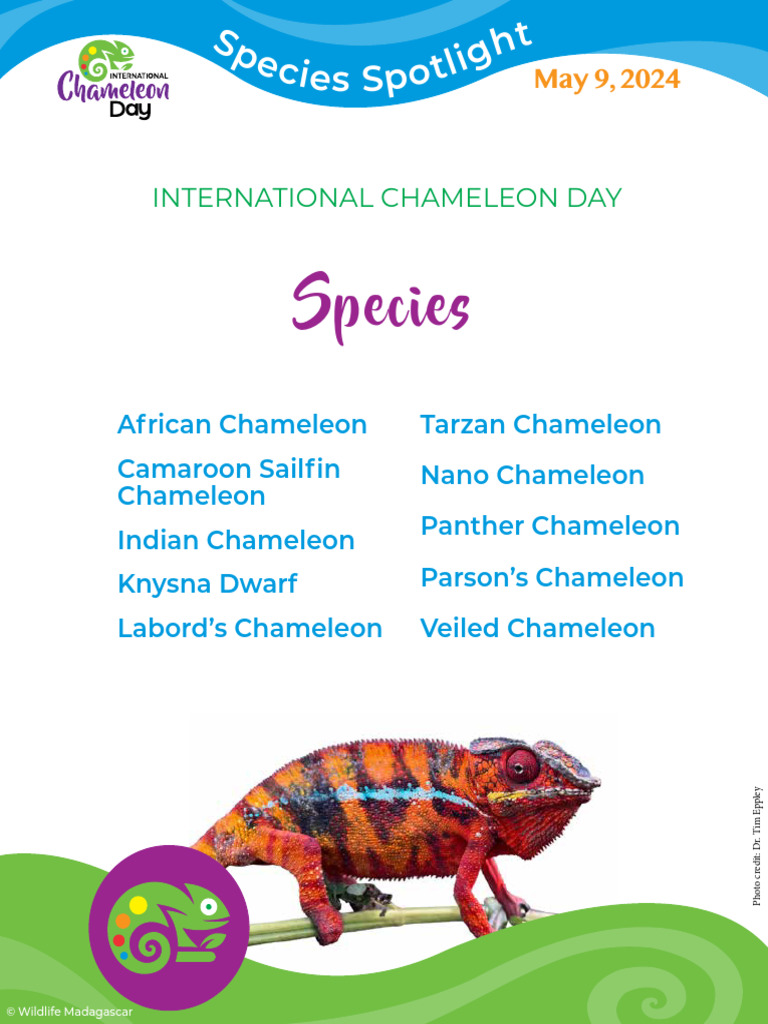 ニッタンプロフ確認　Chameleons of Africa ニッタンプロフ確認 Chameleons of Africa ニッタンプロフ確認