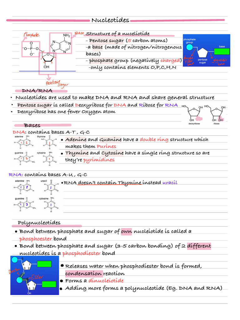 1.5 Nucleotides, Nucelic Acids | PDF | Nucleotides | Dna