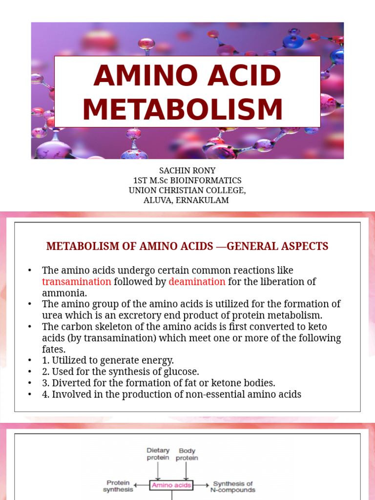 Amino Acid Catabolism Overview | PDF | Transaminase | Amino Acid