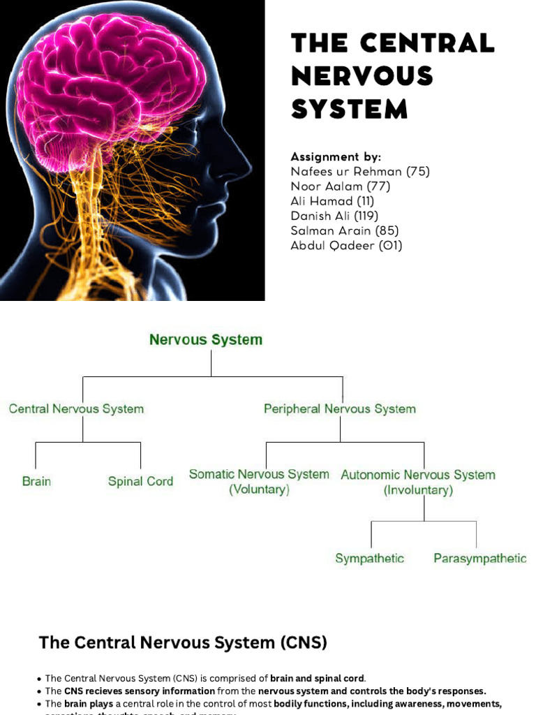 Gray Matter in the Central Nervous System | PDF | Central Nervous ...