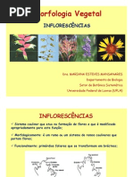 Aula5 - GBI115 -Inflorescencia [Modo de Compatibilidade