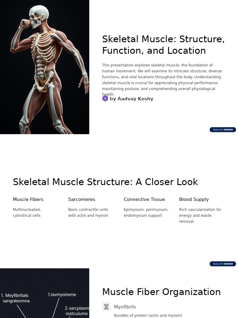 Skeletal Muscle Structure Function and Location | PDF | Skeletal Muscle ...