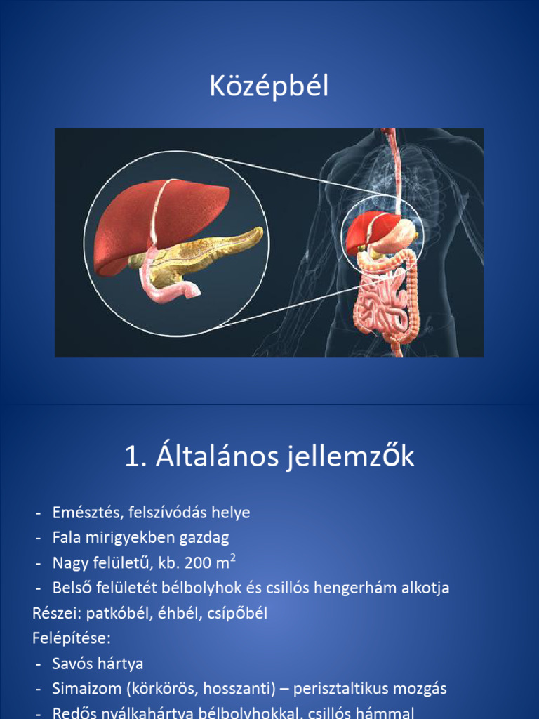 Középbél | PDF