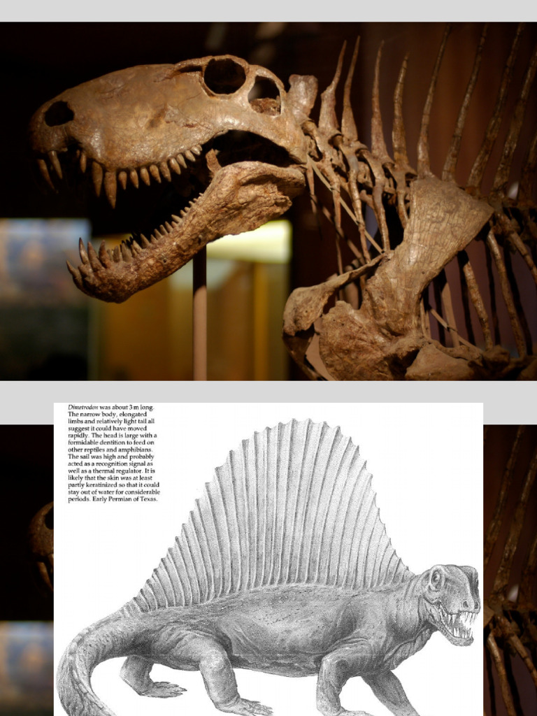 Synapsida Mammalia 071119 | PDF | Extinção