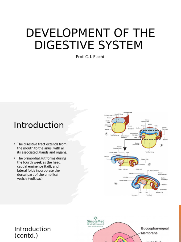 Development of The Digestive System | PDF | Peritoneum ...