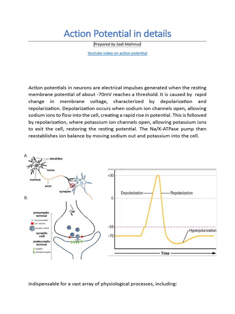 Action Potential in Details by Sadi | PDF | Action Potential | Chemical ...