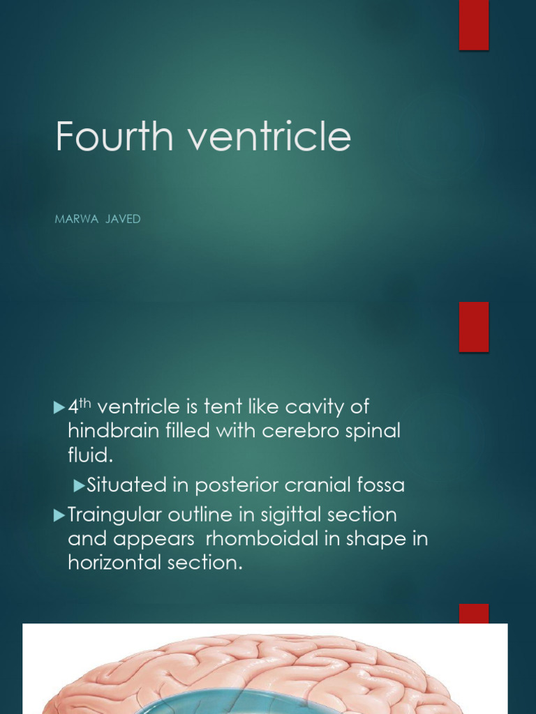 Fourth Ventricle by Marwa Javed - 0 | PDF | Brainstem | Human Anatomy