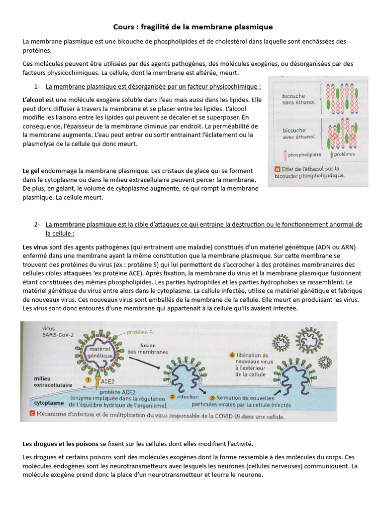 Fragilité de la membrane plasmique | PDF | Membrane cellulaire ...