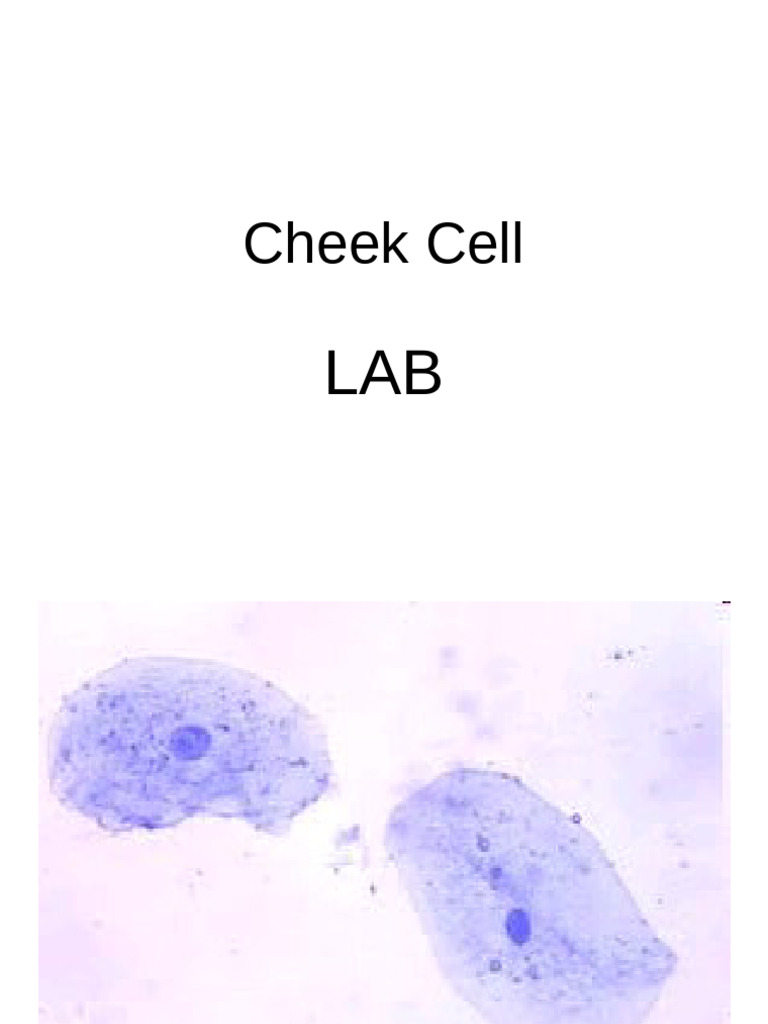 Cheek Cell Structure and Microscopy | PDF