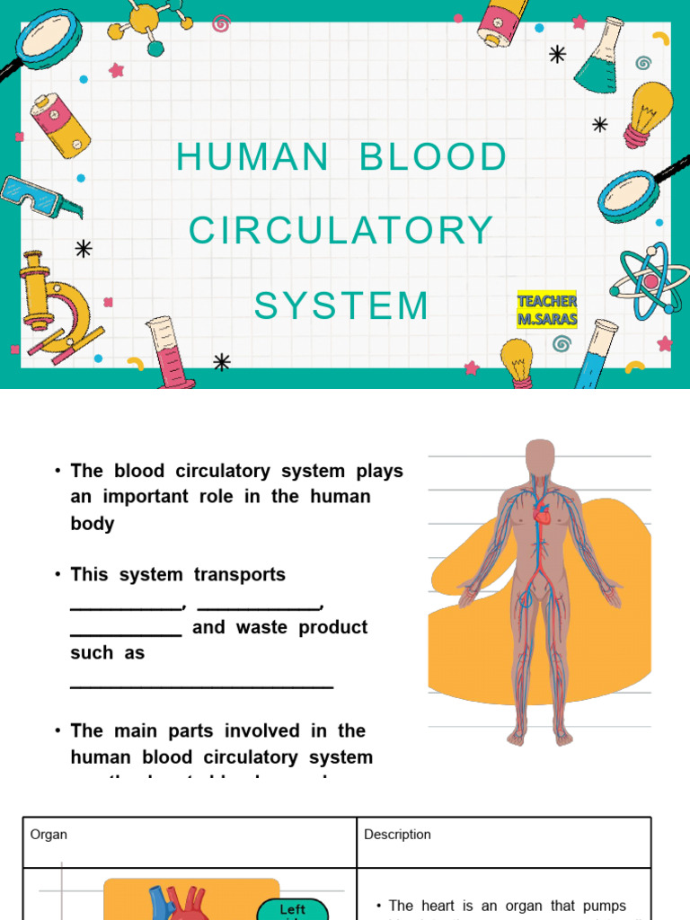 Human Blood Circulatory System Year 5 Baru | PDF | Blood | Circulatory ...