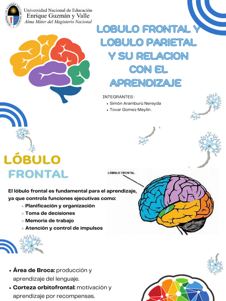 LOBULOS Yjjyjyjyjyjyyjyjyjyjyttjttjy | PDF
