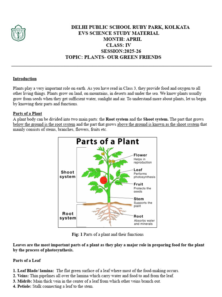 Understanding Plant Structure and Functions | PDF | Leaf | Foods