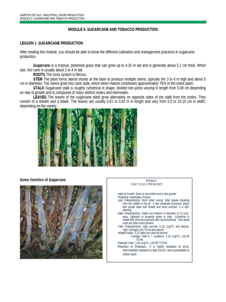 sugarcane and tobacco Sugarcane and Tobacco Cultivation Guide | PDF | Sugarcane