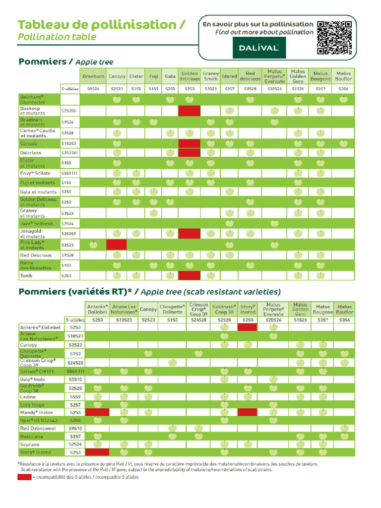 Tableau Pollinisation Pommier 2024 PDF — free download