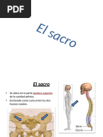 Anatomía de la Columna Lumbar y Sacro | PDF | La columna vertebral ...