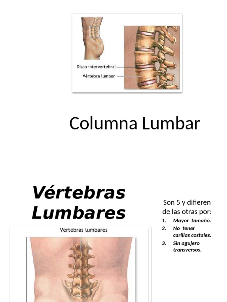 Columna Lumbar | PDF | Vértebra | La columna vertebral