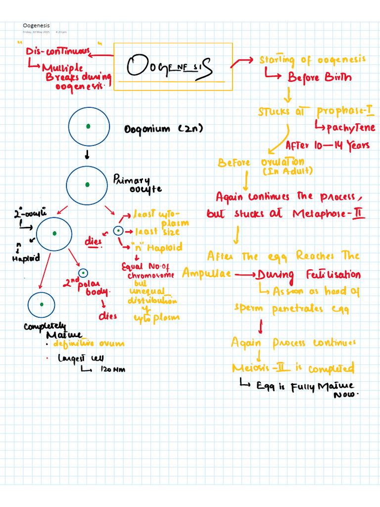 Oogenesis by Sir Hassaan | PDF