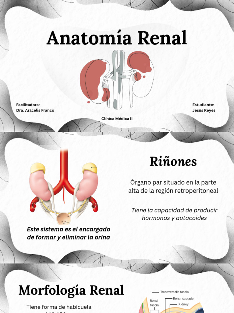 Anatomía y Función del Riñón | PDF | Riñón | Sistema urinario
