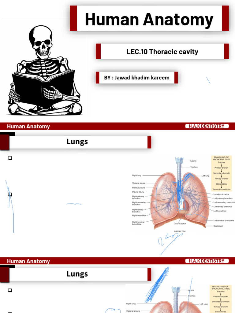 Thoracic Cavity and Lung Anatomy | PDF | Lung | Thorax (Human Anatomy)