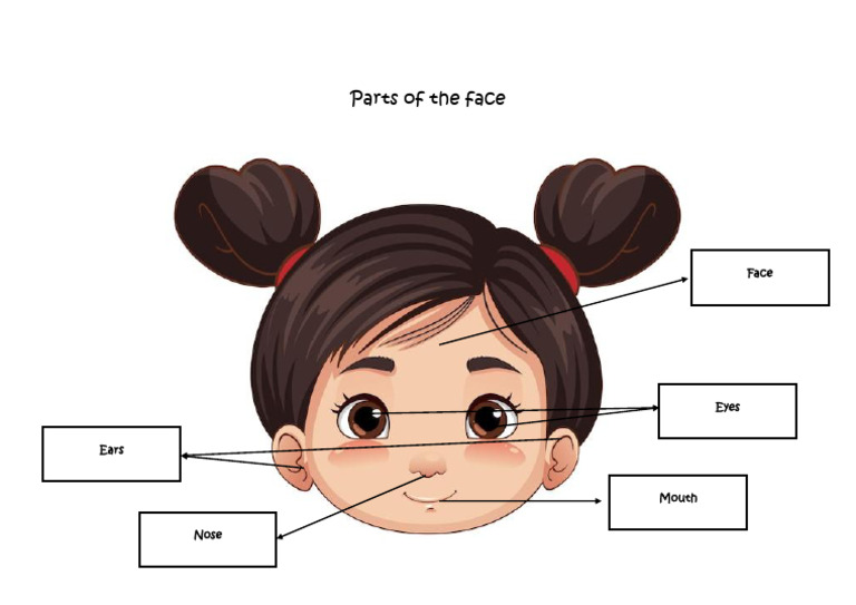 Anatomy of Facial Features | PDF