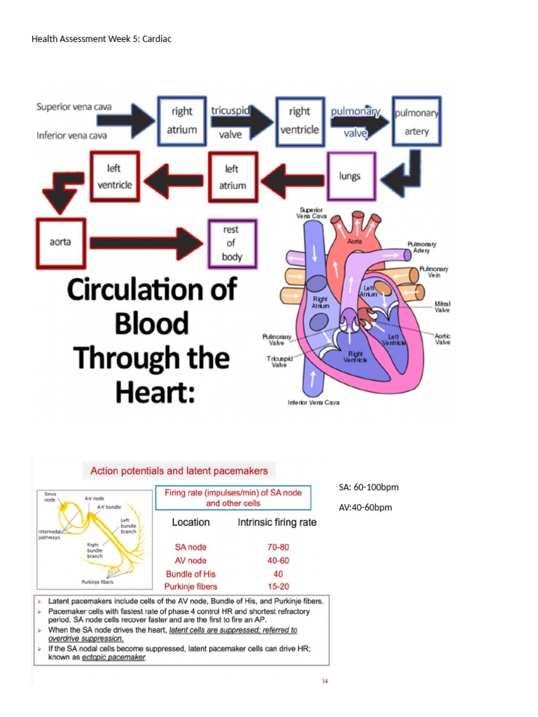 Health Assessment Week 5 - Cardio | PDF | Heart Valve | Diastole