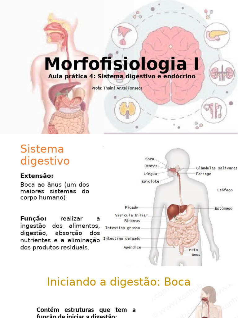Morfofisiologia: Sistemas Digestivo e Endócrino | PDF | Digestão ...