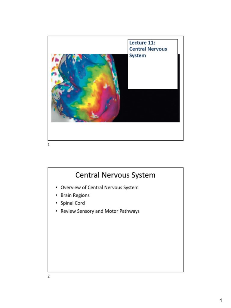 Overview of the Central Nervous System | PDF | Nervous System | Motor ...