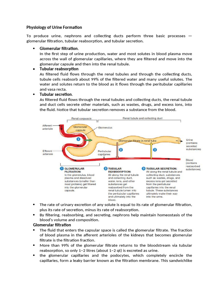 Physiology of Urine Formation Explained | PDF | Kidney | Urinary System