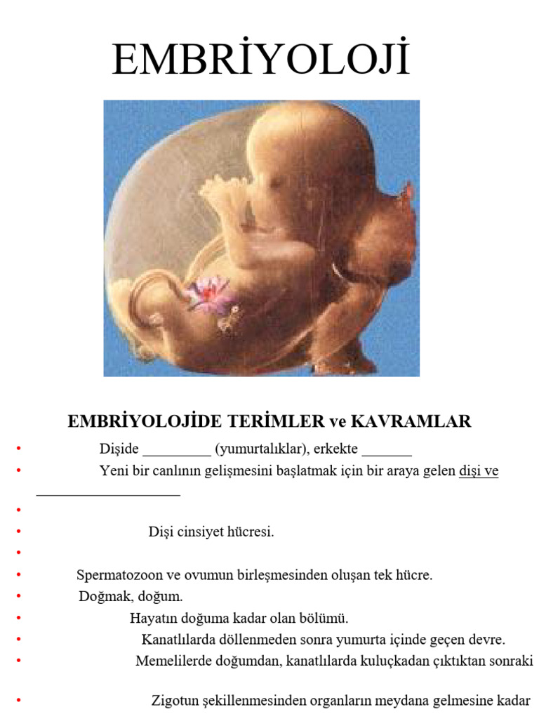 Embri̇yo Tüm | PDF
