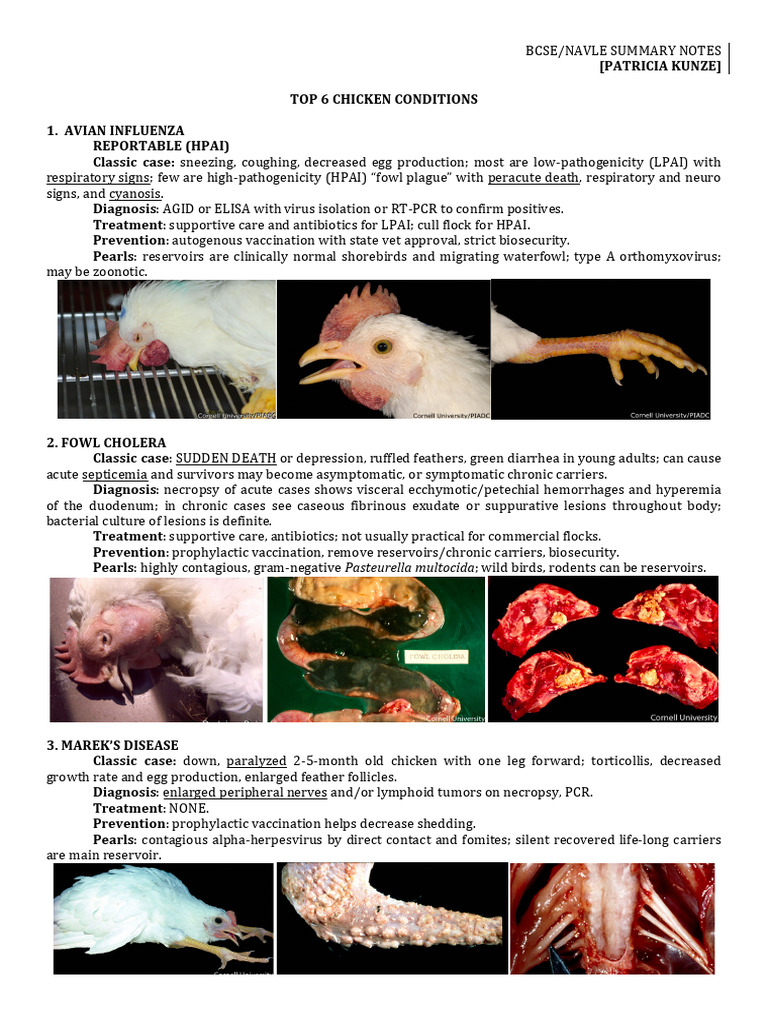 TOP 6 Chicken | PDF | Avian Influenza | Infection
