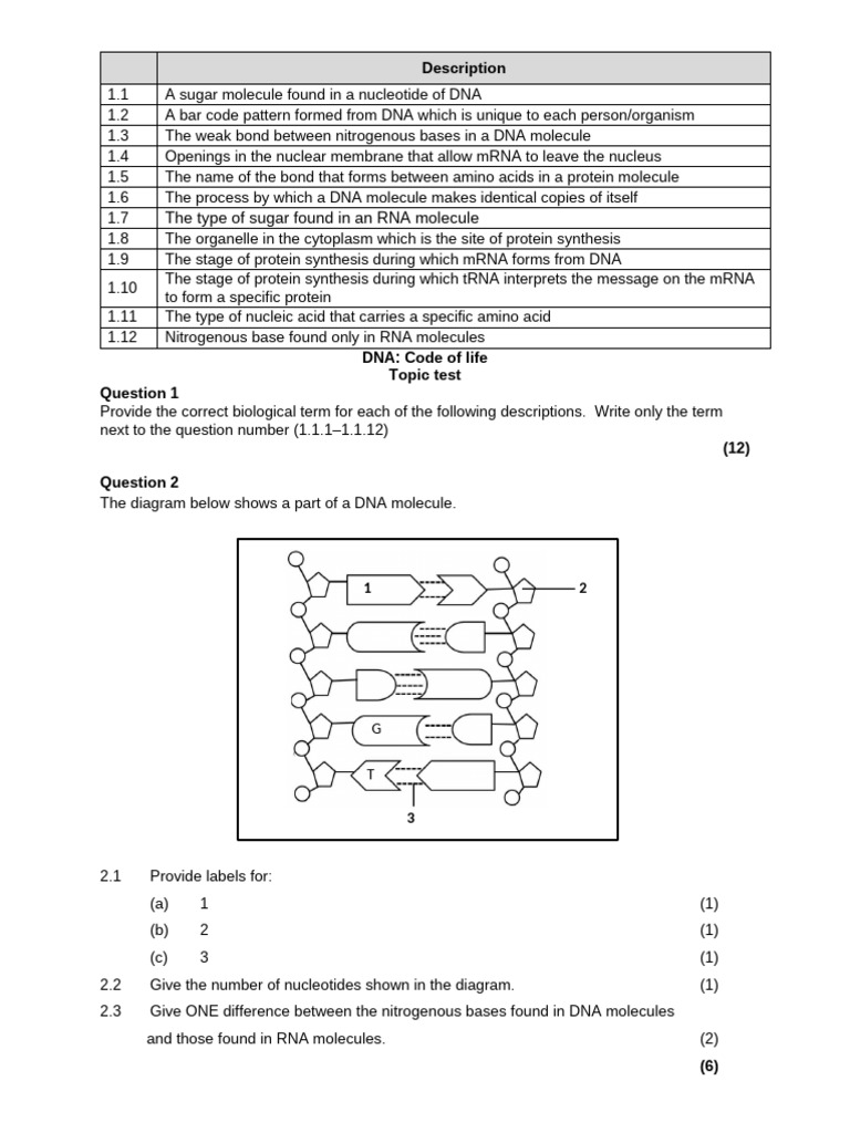 DNA Topic Test | PDF | Biosynthesis | Dna