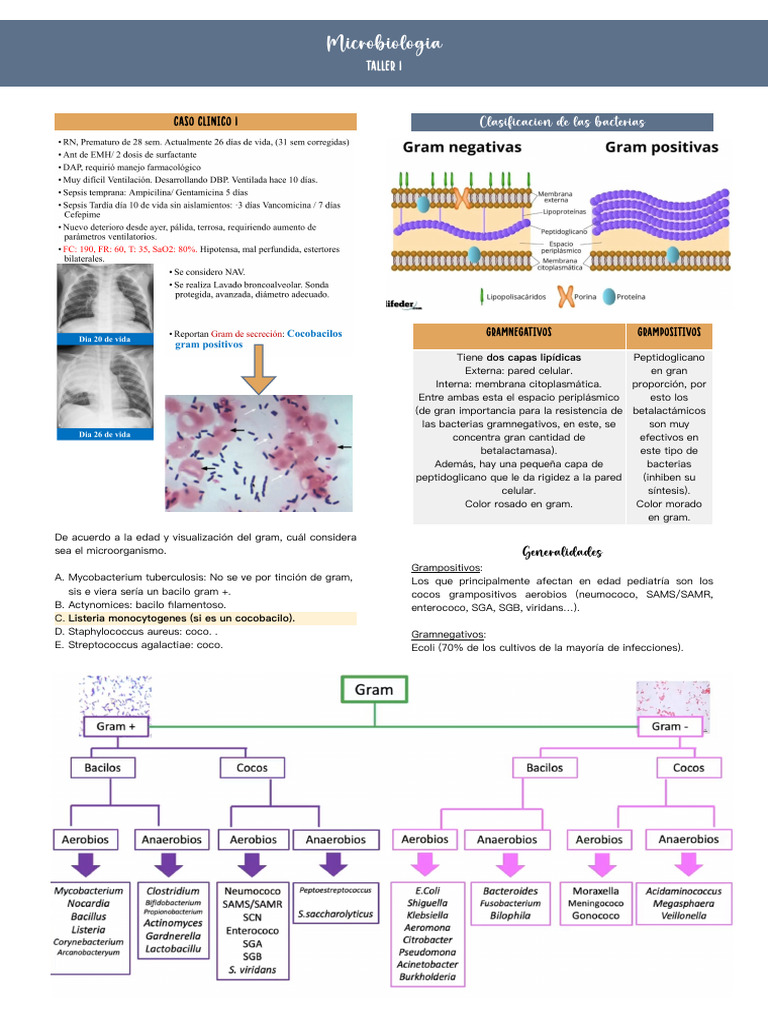 Taller 1 Microbiología | PDF | Bacterias Gram Positivas | Bacterias ...