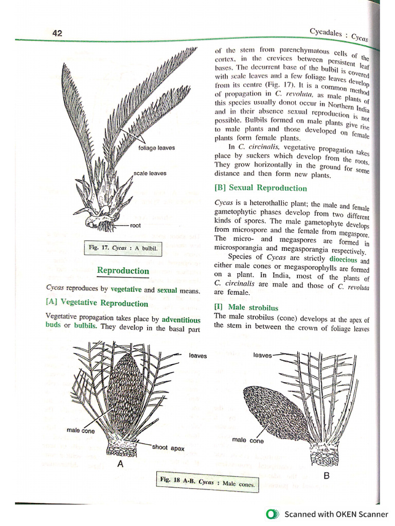 Cycas | PDF
