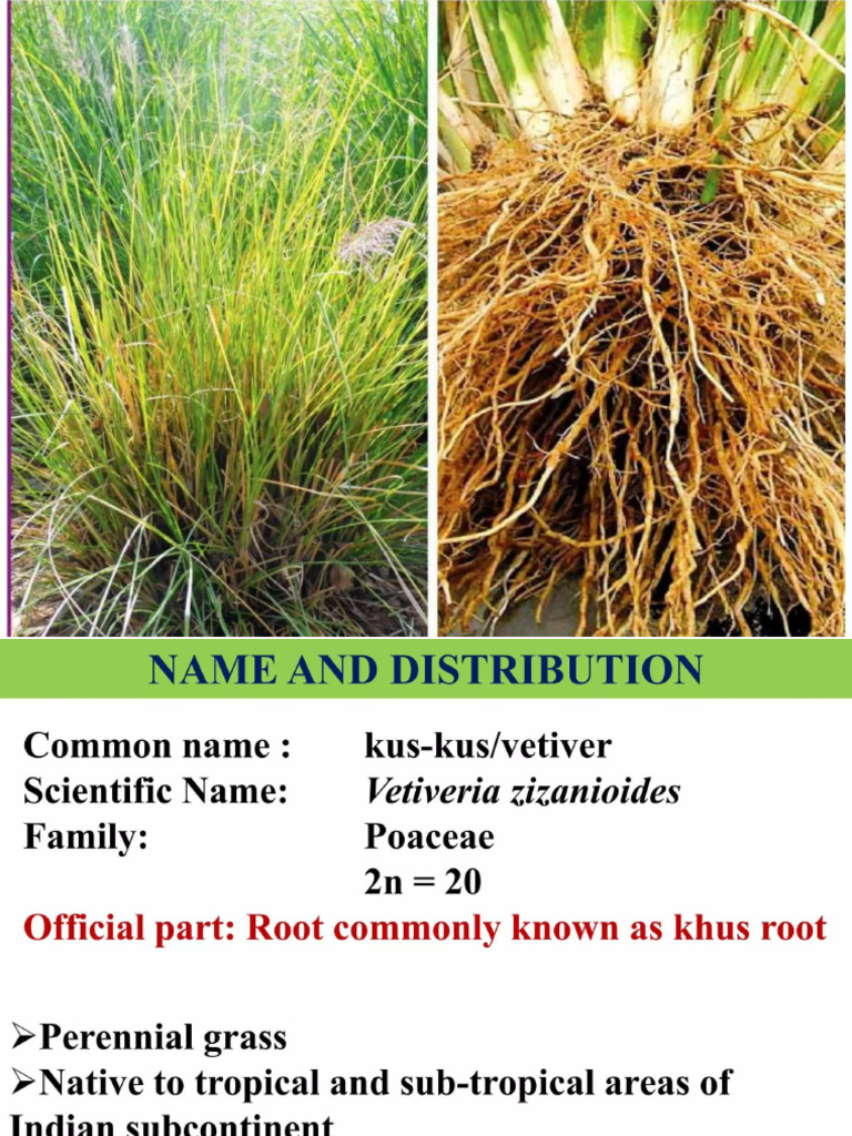 Vetiver | PDF