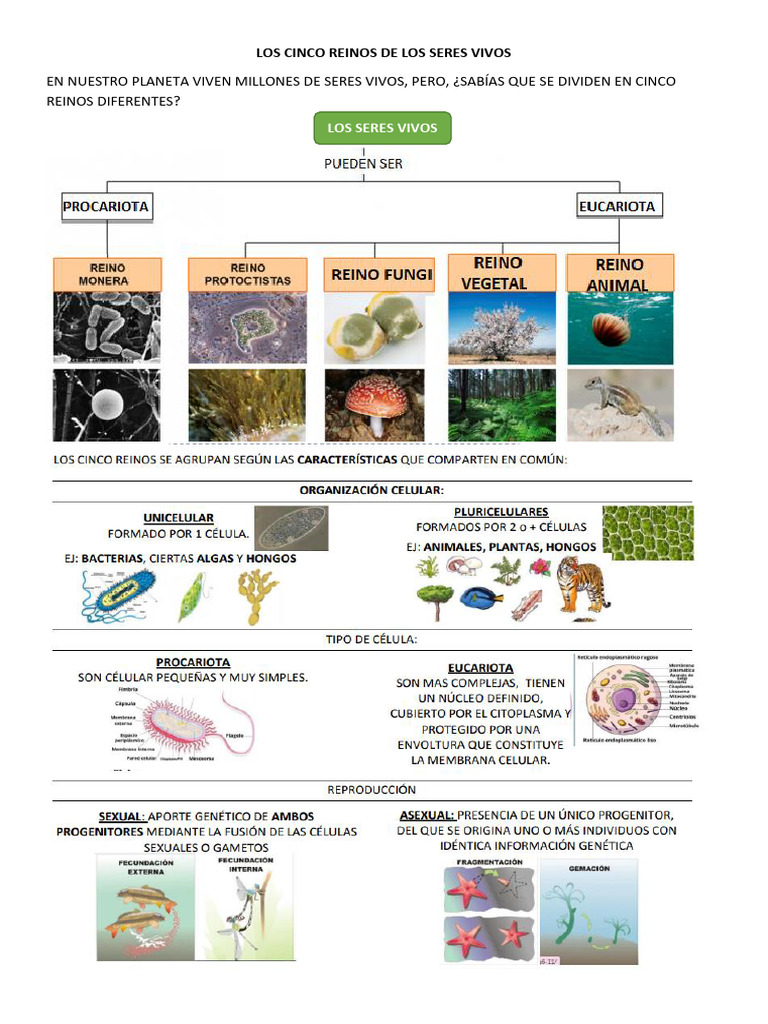 Cinco Reinos de los Seres Vivos | PDF | Hongo | Plantas