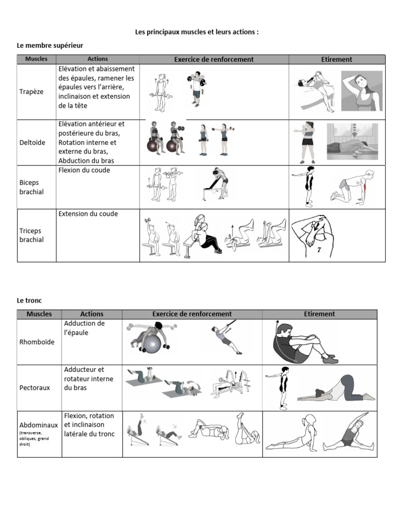 Principaux muscles et leurs actions | PDF