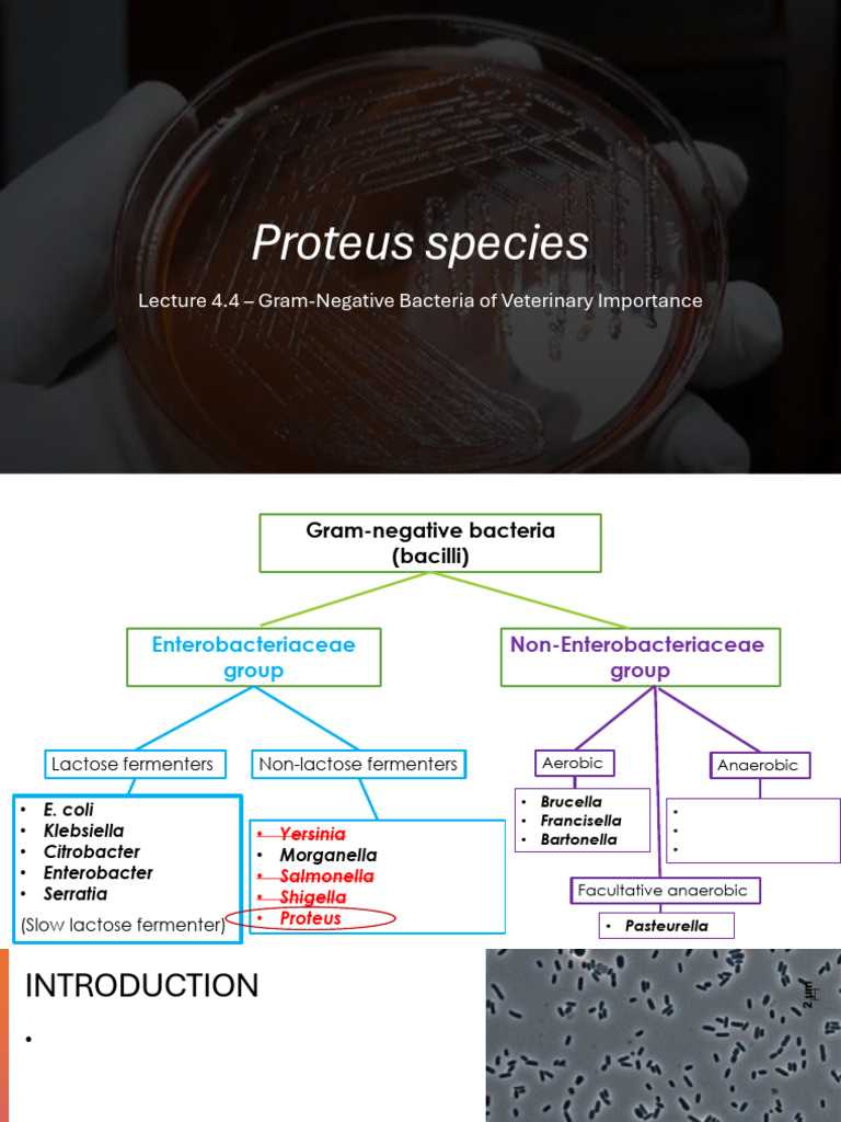 Proteus Species in Veterinary Medicine | PDF | Escherichia Coli | Gram ...