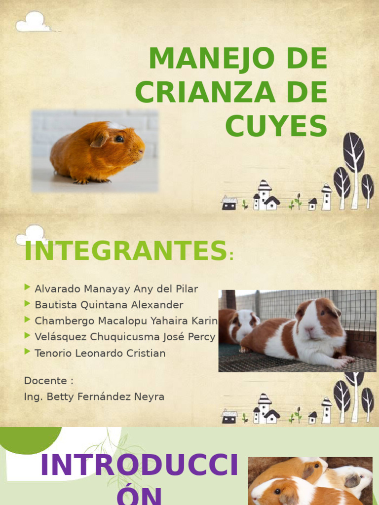 Guía Completa para Criar Cuyes | PDF | Conejillo de indias | Parto