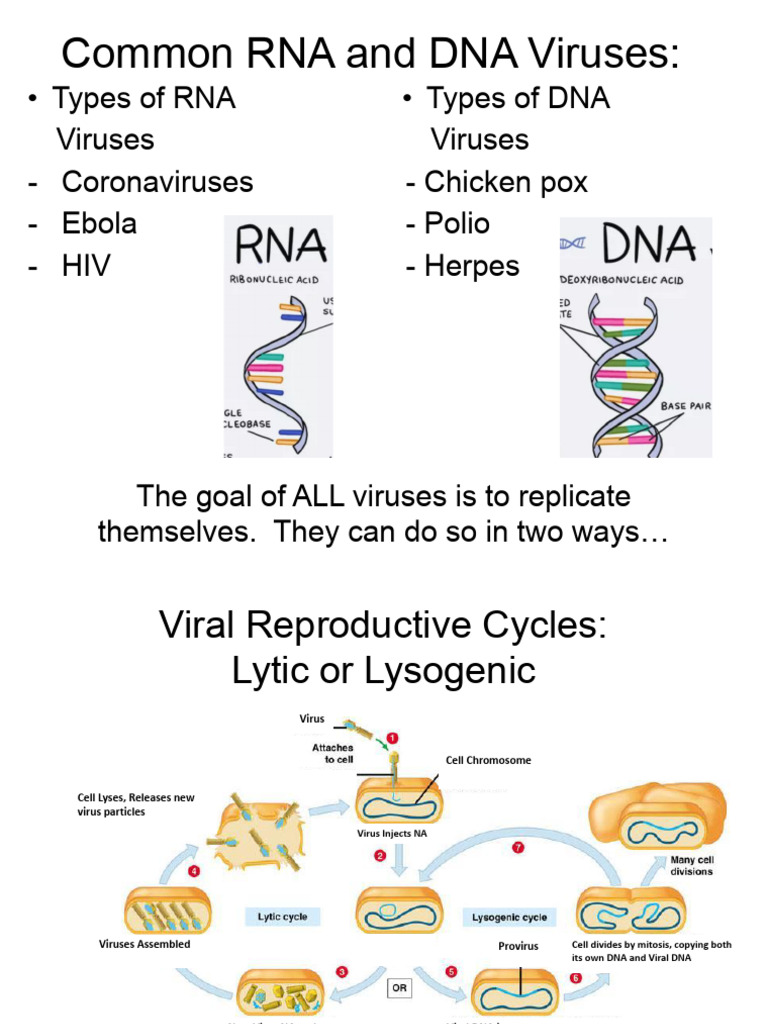 RNA and DNA Virus Overview and Immunity | PDF | Immune System | Virus