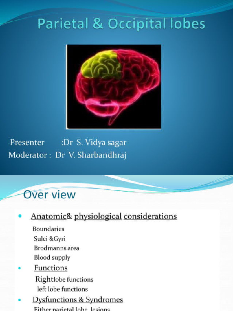 Parietal & Occipital Lobe | PDF