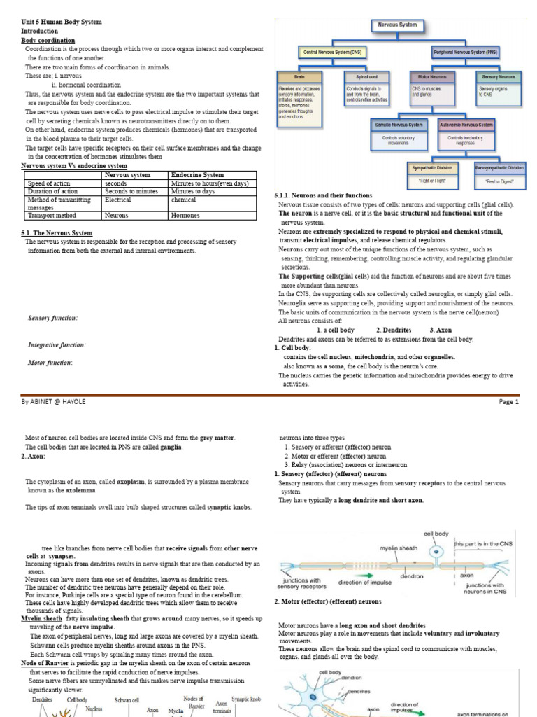 Human Body Coordination Overview | PDF | Chemical Synapse | Action ...